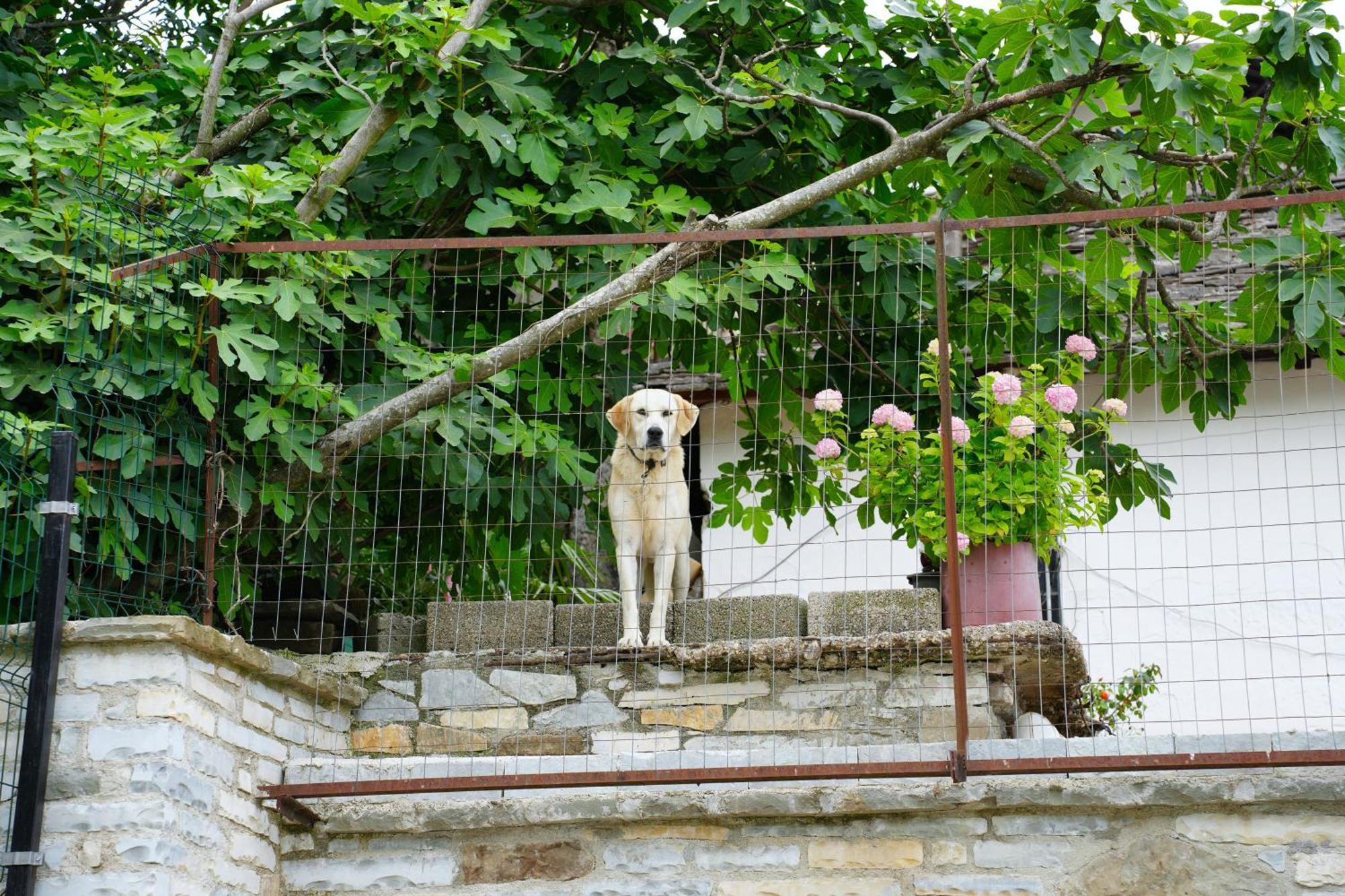 Castlefront Villa Gjirokaster Ngoại thất bức ảnh